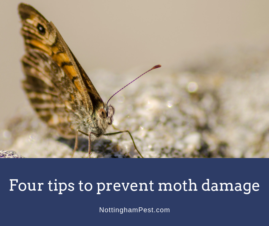 What's Eating My Clothes? Nottingham Pest Control Your Pest Control