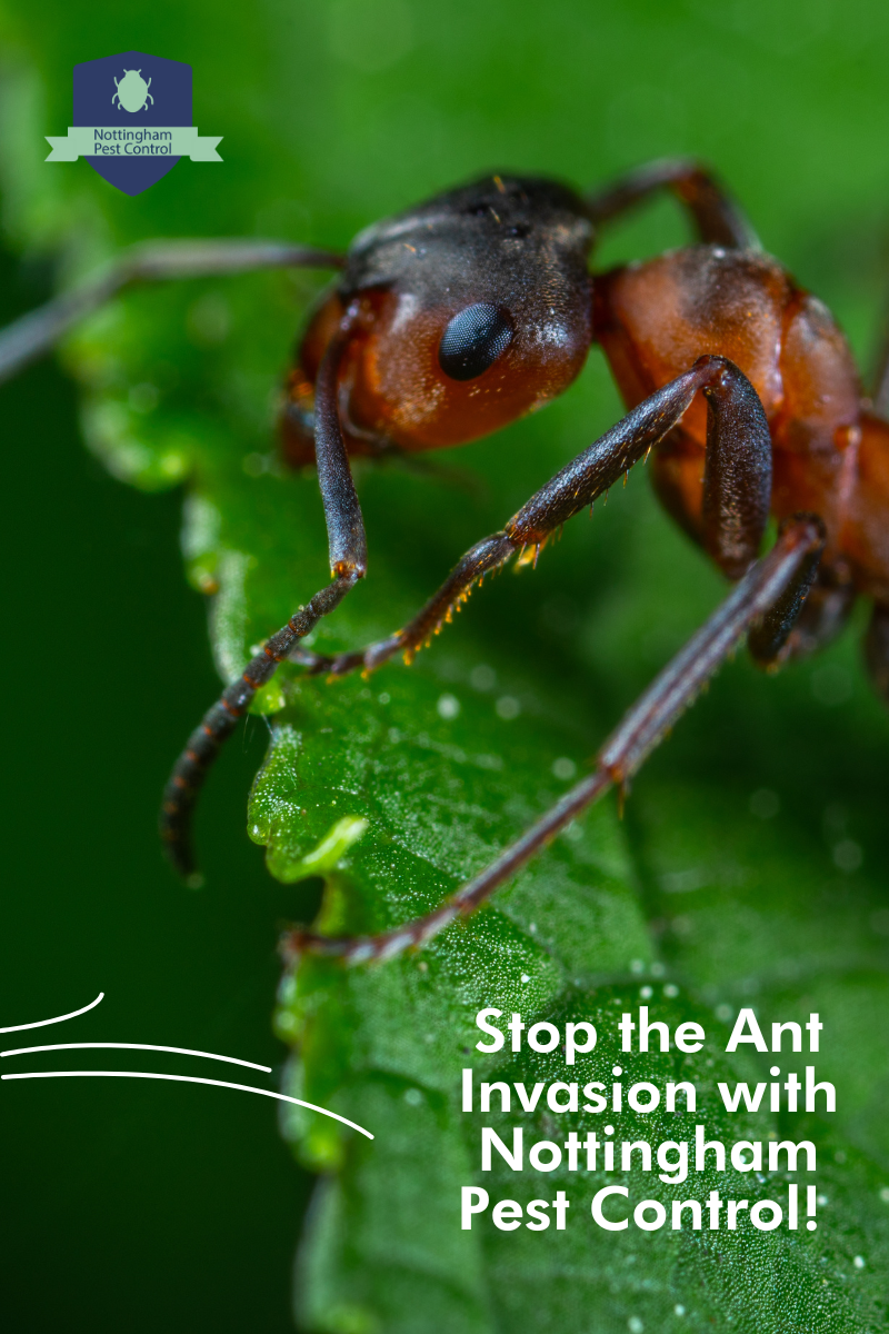 Let Nottingham Pest Control Handle Your Ant Invasion! - Nottingham Pest ...